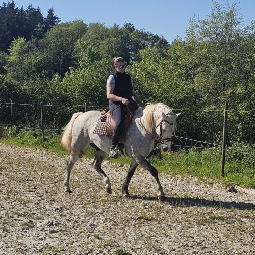 Etalon camargue disponible à la saillie #8