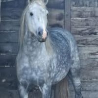 Etalon camargue disponible à la saillie #2