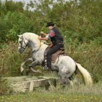 Etalon camargue disponible à la saillie #3