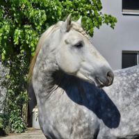 Etalon camargue disponible à la saillie #0