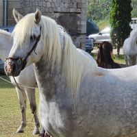 Etalon camargue disponible à la saillie #7