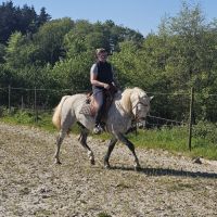 Etalon camargue disponible à la saillie #8