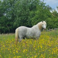 Etalon camargue disponible à la saillie #9