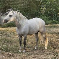 Etalon camargue disponible à la saillie #10