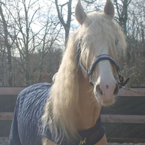 Etalon pre apto palomino #2