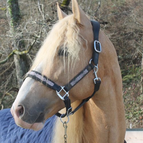 Etalon pre apto palomino #3