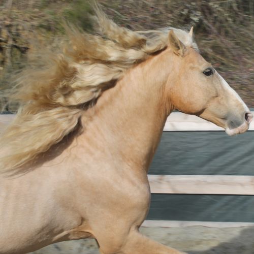 Etalon pre apto palomino #4