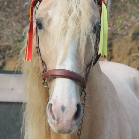 Etalon pre apto palomino #6