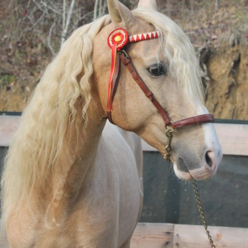 Etalon pre apto palomino