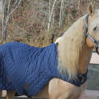 Etalon pre apto palomino #1