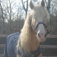 Etalon pre apto palomino #2