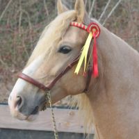 Etalon pre apto palomino #5