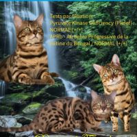 Etalon bengal brown tabby