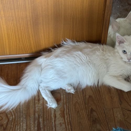 Magnifique baby maine coon #2