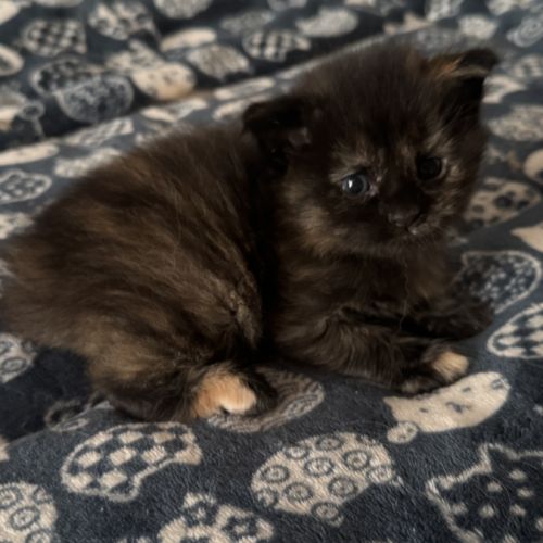 Magnifique baby maine coon #3