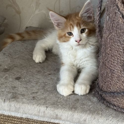 Magnifique baby maine coon #2
