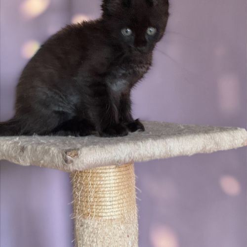 Magnifique baby maine coon