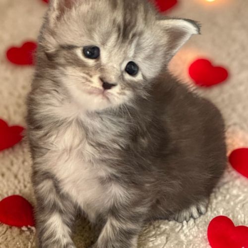 Magnifique baby maine coon #1