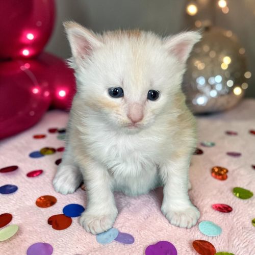 Magnifique baby maine coon #0