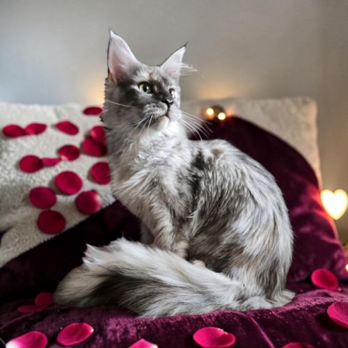 Magnifique baby maine coon #3
