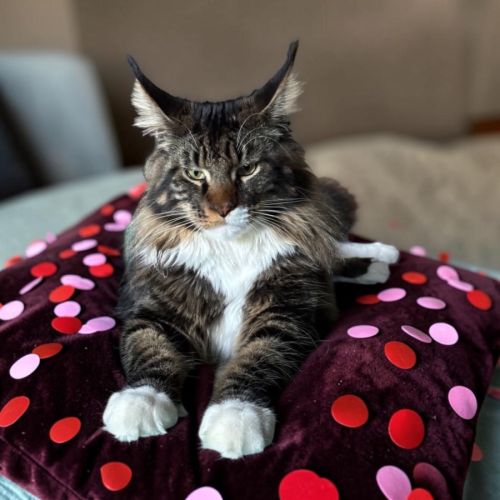 Magnifique baby maine coon #4