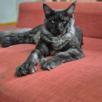 Magnifique baby maine coon #1