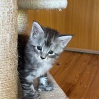 Magnifique baby maine coon #2