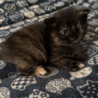 Magnifique baby maine coon #3