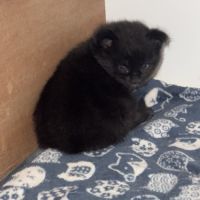 Magnifique baby maine coon #4