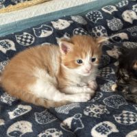 Magnifique baby maine coon #5