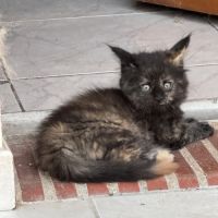 Magnifique baby maine coon
