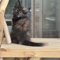 Magnifique baby maine coon