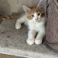 Magnifique baby maine coon #2