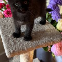 Magnifique baby maine coon #4