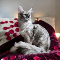 Magnifique baby maine coon #3