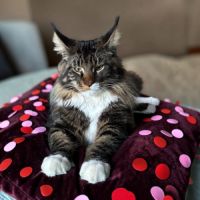 Magnifique baby maine coon #4