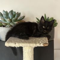 Magnifique baby maine coon #3