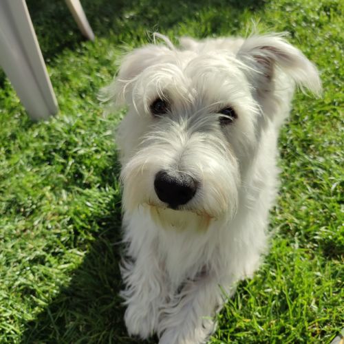 Mâle westie de 4 ans cherche femelle #1