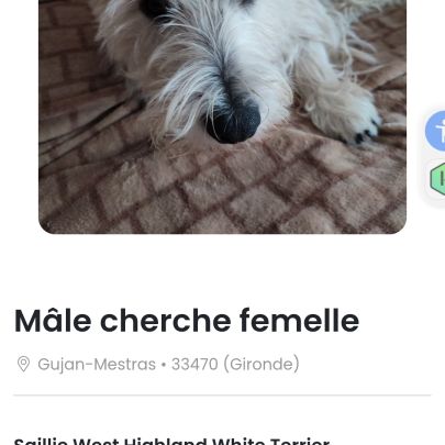 Mâle westie de 4 ans cherche femelle