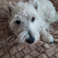 Mâle westie de 4 ans cherche femelle #2