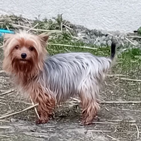 Magnifique chiot yorkshire male, merle et standard #1