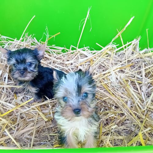 Magnifique chiot yorkshire male, merle et standard #2