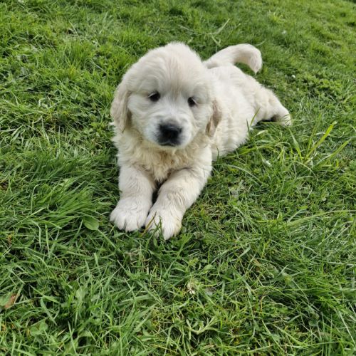 Golden retriever mâle #3