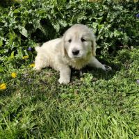 Golden retriever mâle #0