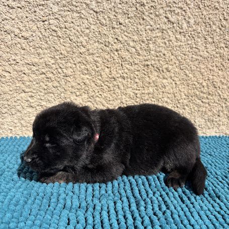 Chiot berger allemand travail lof #2