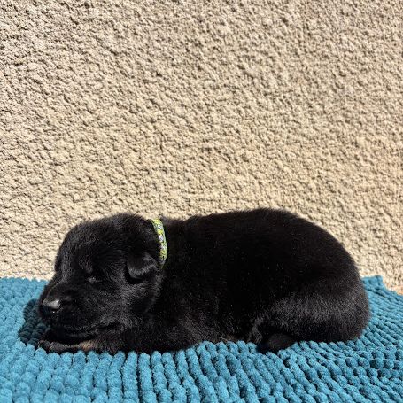 Chiot berger allemand travail lof #5