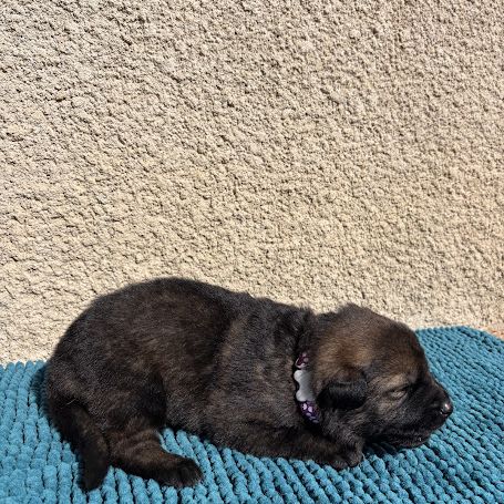 Chiot berger allemand travail lof #6