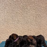 Chiot berger allemand travail lof #0