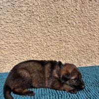 Chiot berger allemand travail lof #3