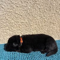 Chiot berger allemand travail lof #4